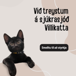 Styrkja Villiketti um ákveðna fjárhæð