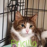 Pricilla