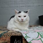 Ási