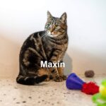 Maxine