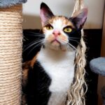 Perla