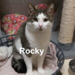 Rocky
