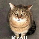 Króli