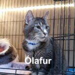 Ólafur