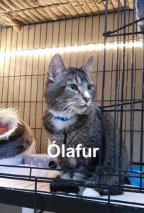 Ólafur