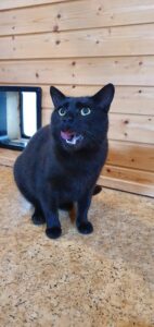 puki1