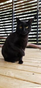 puki2