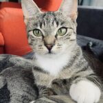 Nala