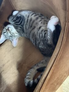nala1-2