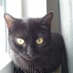 Mjallhvít