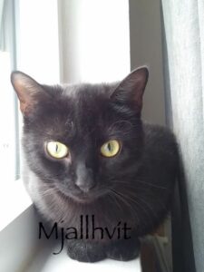 mjallhvit