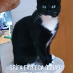 Drífa