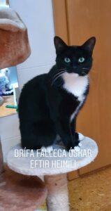 drifa1