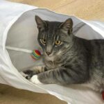 Pétur