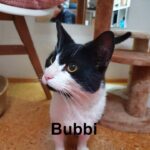 Bubbi
