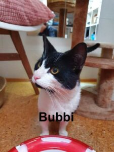 bubbi-2