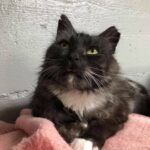 Tux