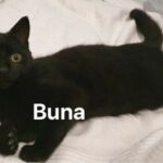 Buna Vesturlandi
