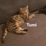 Tumi Vesturlandi