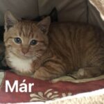 Már Vesturlandi