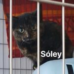 Sóley Vesturlandi