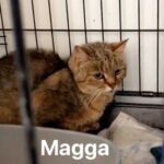 Magga Vesturlandi