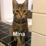 Mína